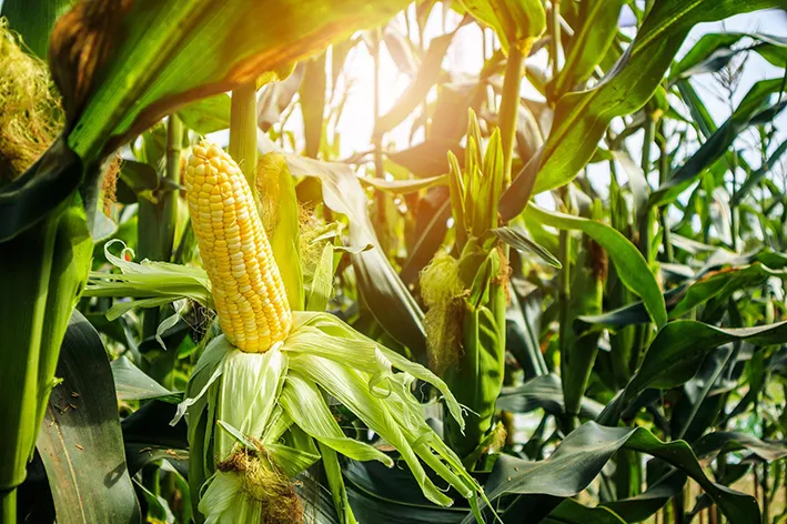Efecto de la tierra de diatomeas en las propiedades químicas del suelo en el cultivo de maíz